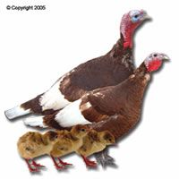 Bourbon Red Turkey Poults: The Heritage Breed That Can Fly